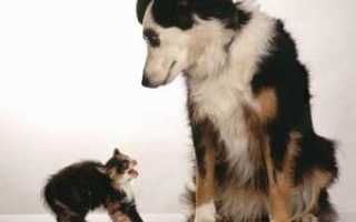 Почему собаки не любят кошек и что с этим можно сделать?