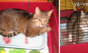 Кровь в моче у кота или кошки, что делать