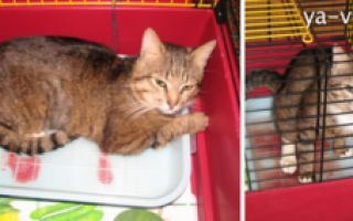 Кровь в моче у кота или кошки, что делать