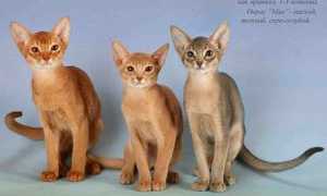 Сколько в среднем живут кошки?