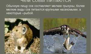 Виды сов, их названия и особенности