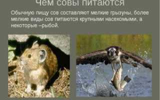 Виды сов, их названия и особенности