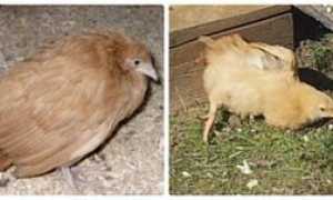 Болезни кур и аспекты их лечения
