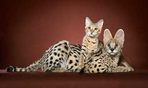 Кошка саванна — сколько стоит маленький домашний гепард