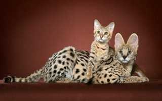 Кошка саванна — сколько стоит маленький домашний гепард