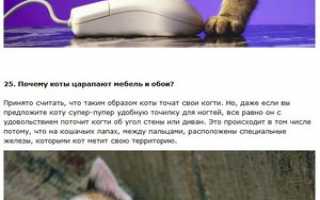 Наш мир глазами кошек: интересные факты об их умении видеть