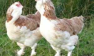 Куры фавероль: описание и продуктивность породы, содержание