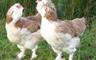 Куры фавероль: описание и продуктивность породы, содержание