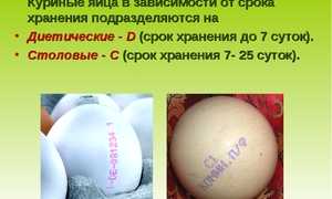 Срок годности куриных яиц и условия хранения