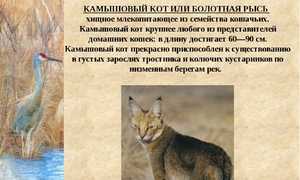 Камышовый кот или тростниковая кошка? Нет, болотная рысь!
