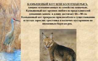 Камышовый кот или тростниковая кошка? Нет, болотная рысь!