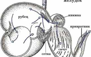 Строение желудка коровы в пищеварительной системе
