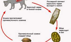 Симптомы заражения, последствия и методы лечения глистов у кошек