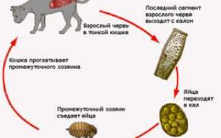 Симптомы заражения, последствия и методы лечения глистов у кошек