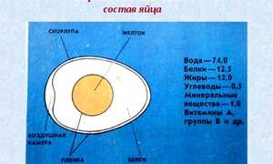 Химический состав куриного яйца и его свойства