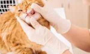 У котенка кровь изо рта. У кошки или кота кровь: какие могут быть причины и что делать? Повреждения ротовой полости