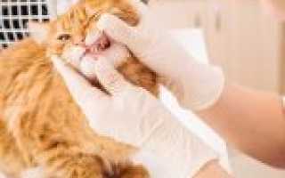 У котенка кровь изо рта. У кошки или кота кровь: какие могут быть причины и что делать? Повреждения ротовой полости