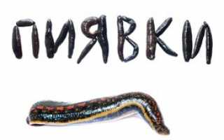 Как выглядит медицинская пиявка и чем питается? польза