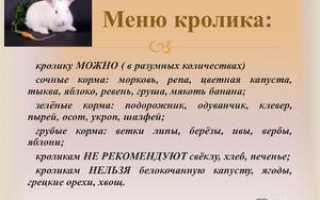 Чем кормить кроликов: корма и условия кормления