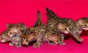 Азиатская леопардовая кошка, похожая окрасом на леопарда: содержание
