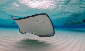 Подводные полеты морских скатов. Удивительные плоские рыбы