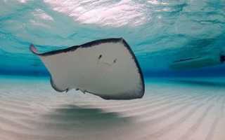 Подводные полеты морских скатов. Удивительные плоские рыбы