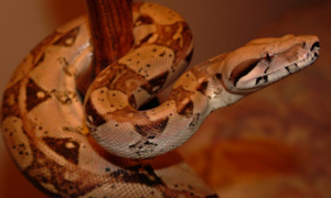 Boa constrictor или императорский удав