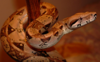 Boa constrictor или императорский удав