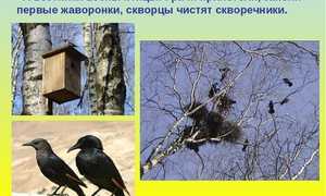 Весенние птицы: какие прилетают весной первыми