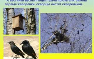 Весенние птицы: какие прилетают весной первыми