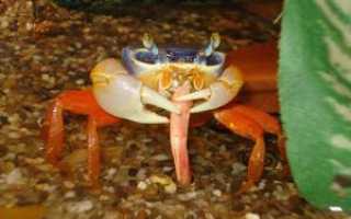 Радужный краб: содержание и уход в домашних условиях
