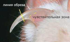 Как подстричь кошке когти в домашних условиях
