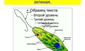 Зеленая эвглена: строение, с помощью чего передвигается
