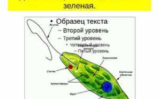 Зеленая эвглена: строение, с помощью чего передвигается