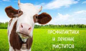 Мастит у коровы: чем лечить этот недуг?