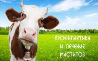Мастит у коровы: чем лечить этот недуг?