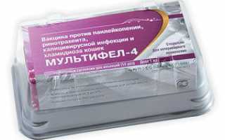 Мультифел 4 инструкция для кошек: вакцина и её применение