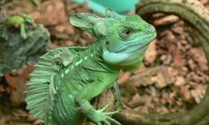 Шлемоносный василиск: характеристика ящерицы