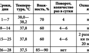 Инкубация утиных яиц в домашних условиях
