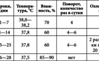Инкубация утиных яиц в домашних условиях