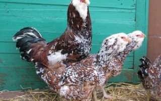 Описание внешних особенностей орловской породы кур