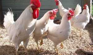 Породы кур: лучшие несушки для подворья