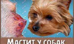 Мастит у собаки и его лечение в домашних условиях