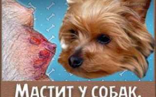 Мастит у собаки и его лечение в домашних условиях