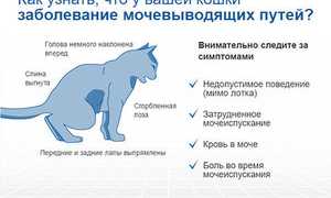 «Стоп цистит» для кошек инструкция: таблетка для котов