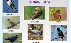 Какие птицы улетают на юг первыми