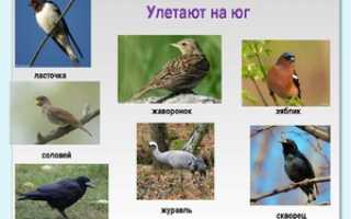 Какие птицы улетают на юг первыми