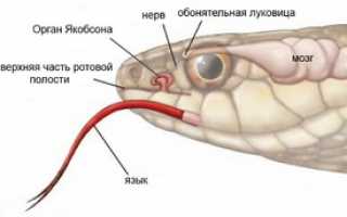 Сколько живут змеи в неволе и в дикой природе