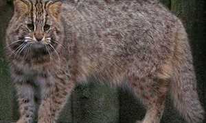 Амурский лесной кот и современные реалии
