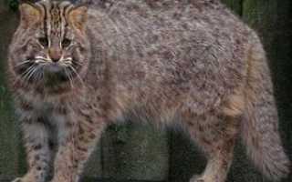 Амурский лесной кот и современные реалии